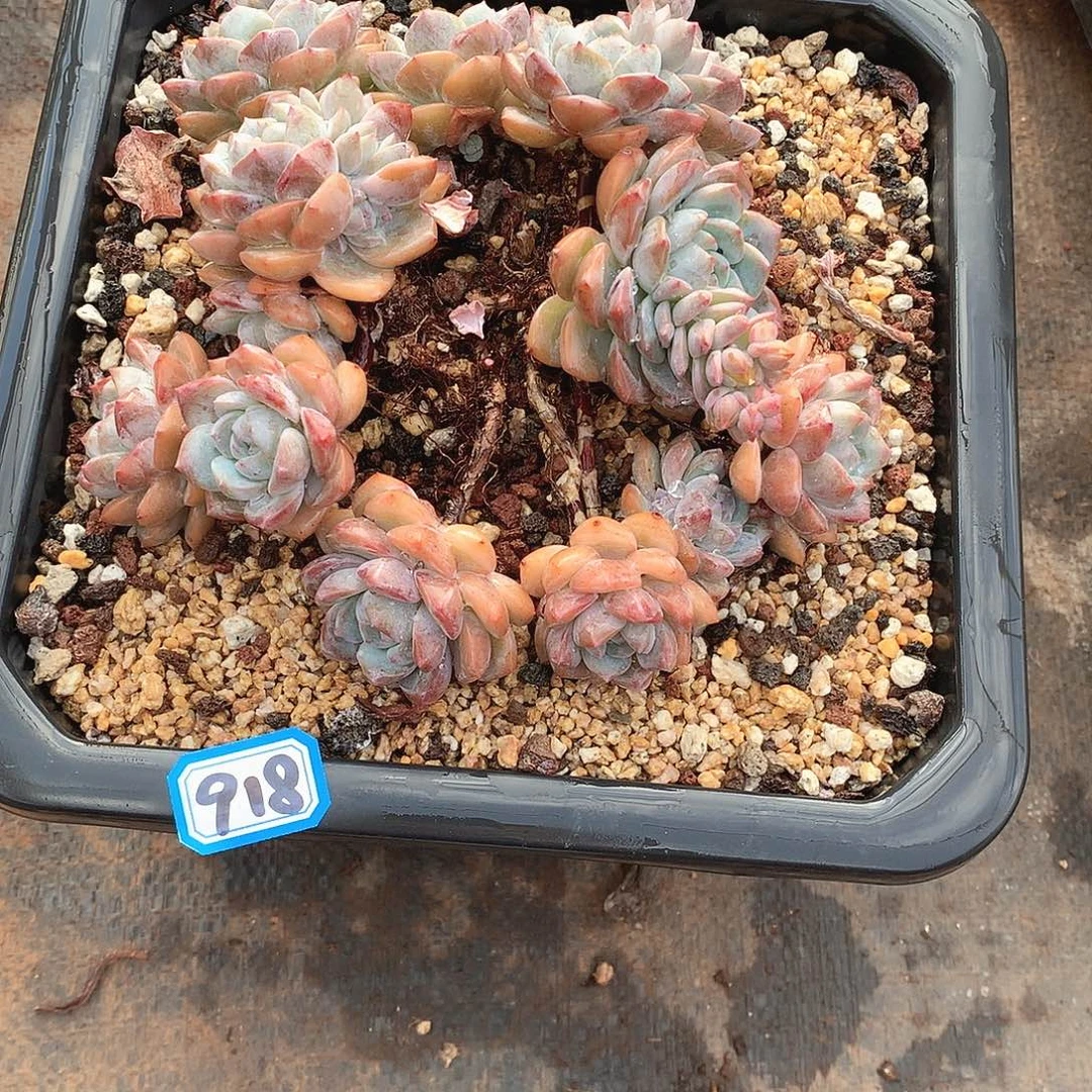 918微瑕 一物一拍多肉