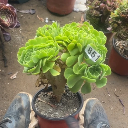 15厘米绿羊绒缀851