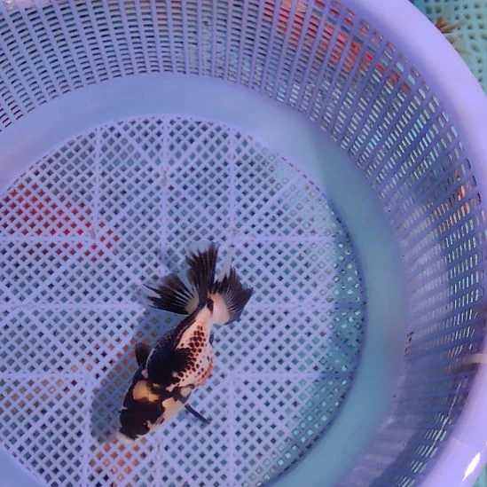 092三色鹿子巨人百褶泰狮精品压成特价京东包邮