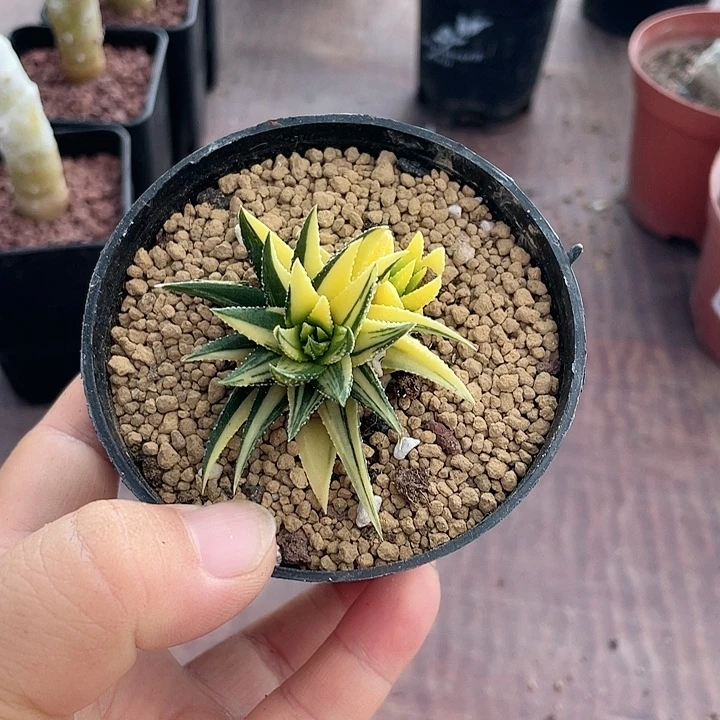 814硬叶鼓笛自然锦