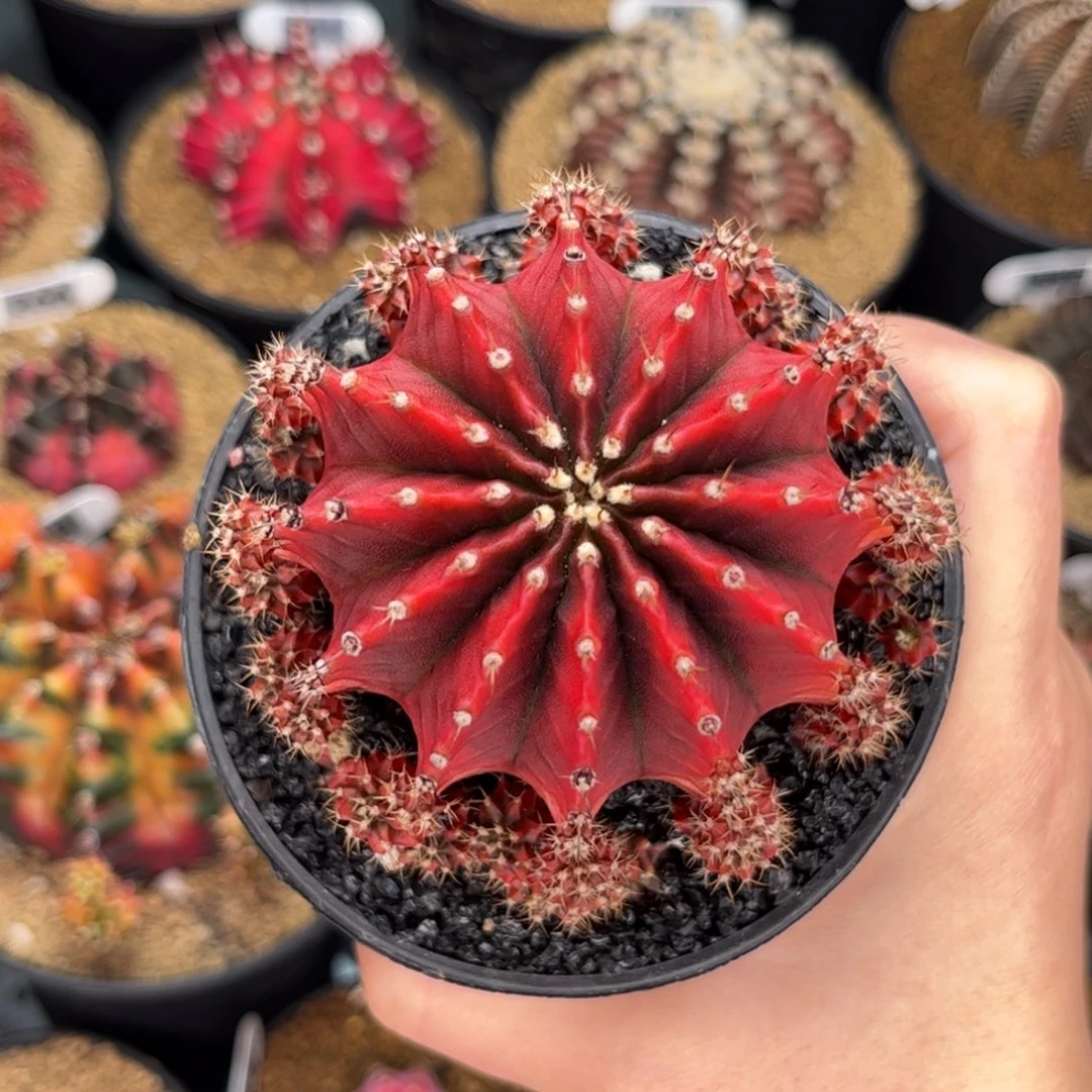 萨拉曼尼 米哈仙人球