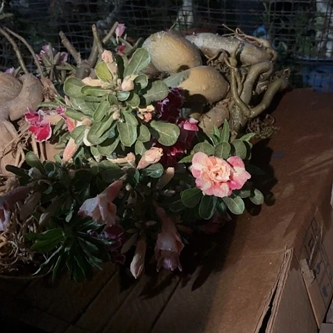 沙漠玫瑰之花盛开