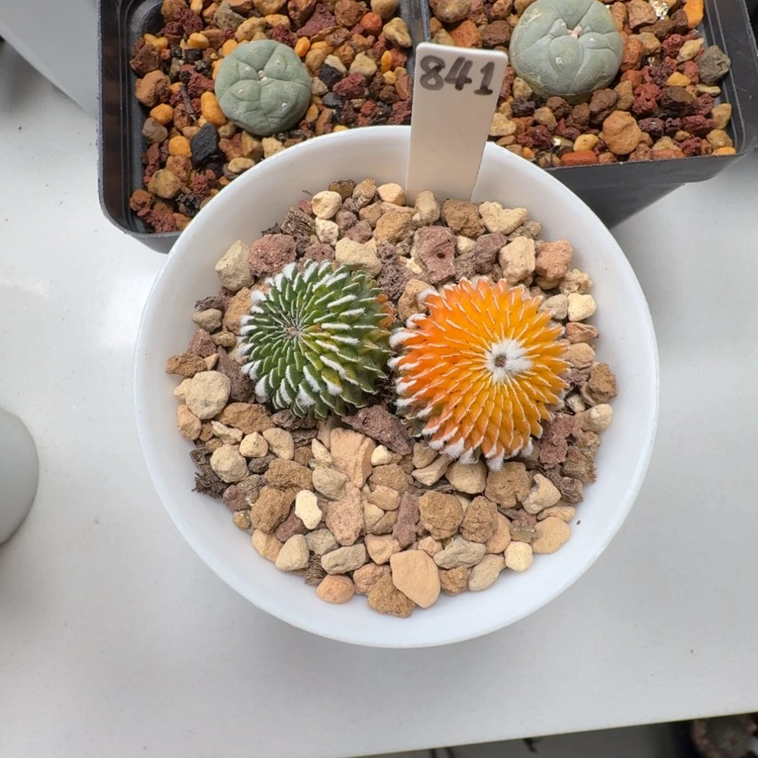 已*置841自根精巧殿晨夕