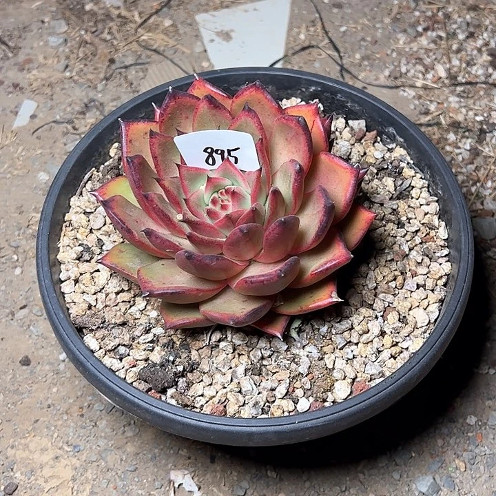 美**美895/////////////