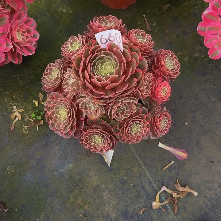 0000000000660粉花妖
