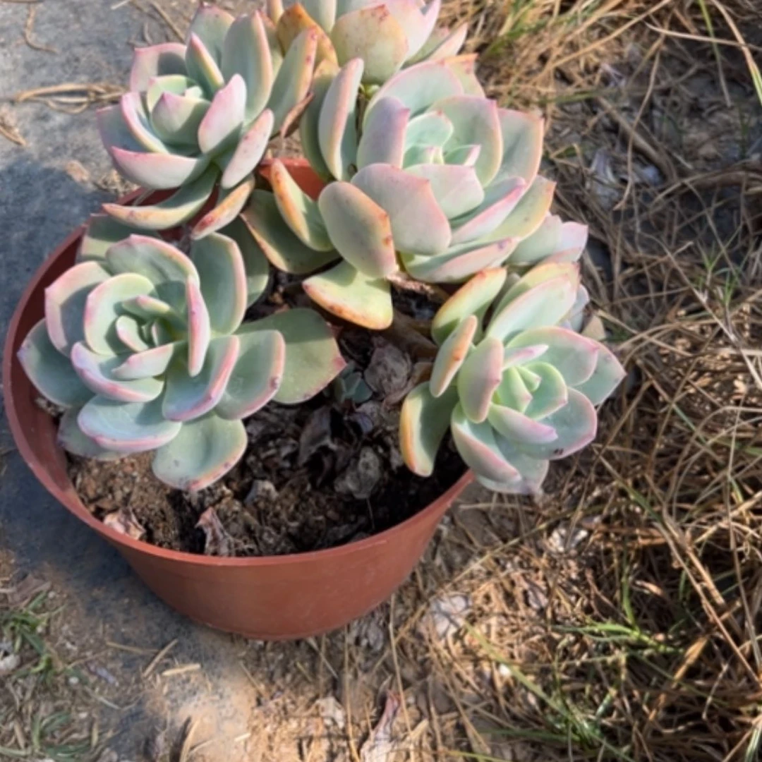 【闪购商品】娟*?白凤