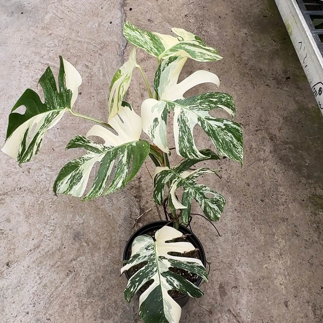 无花朵k*一物一拍E172