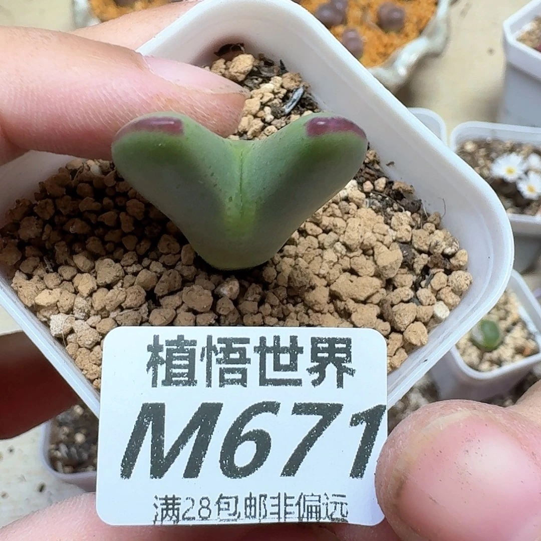 多肉植物的润泽地fg