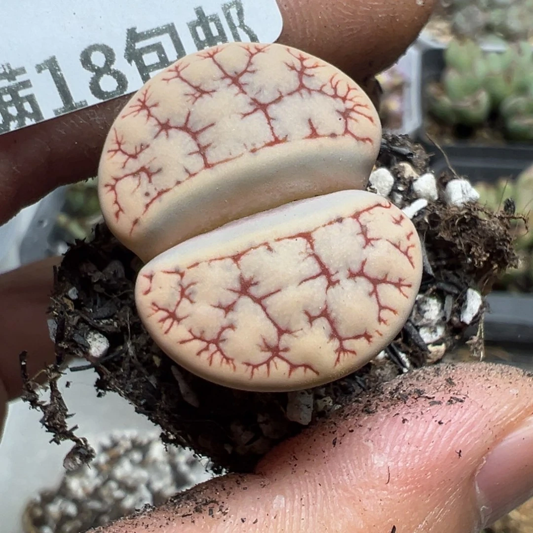 【闪购商品】 043。