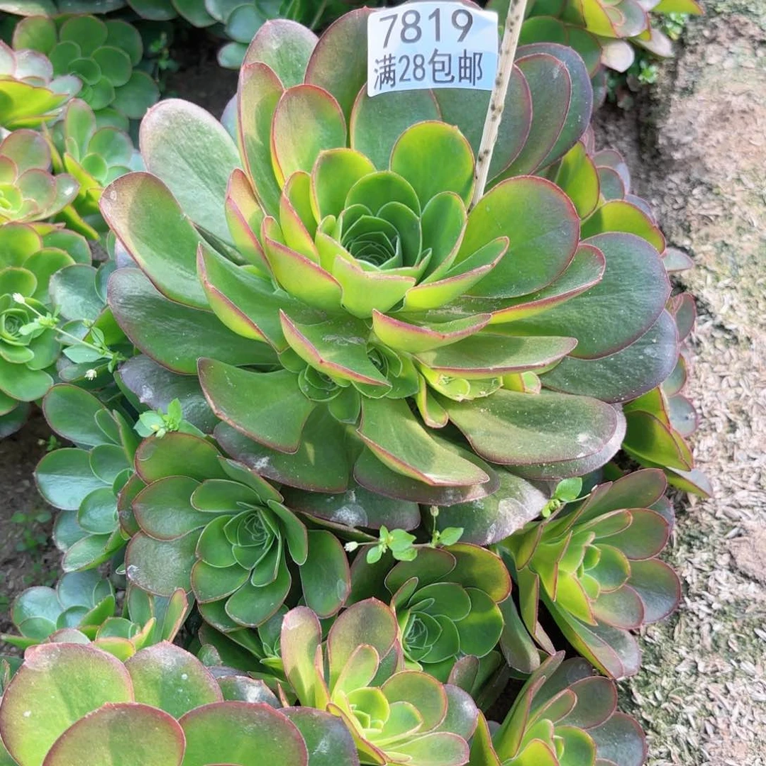 N. 7819媚金玫瑰多肉