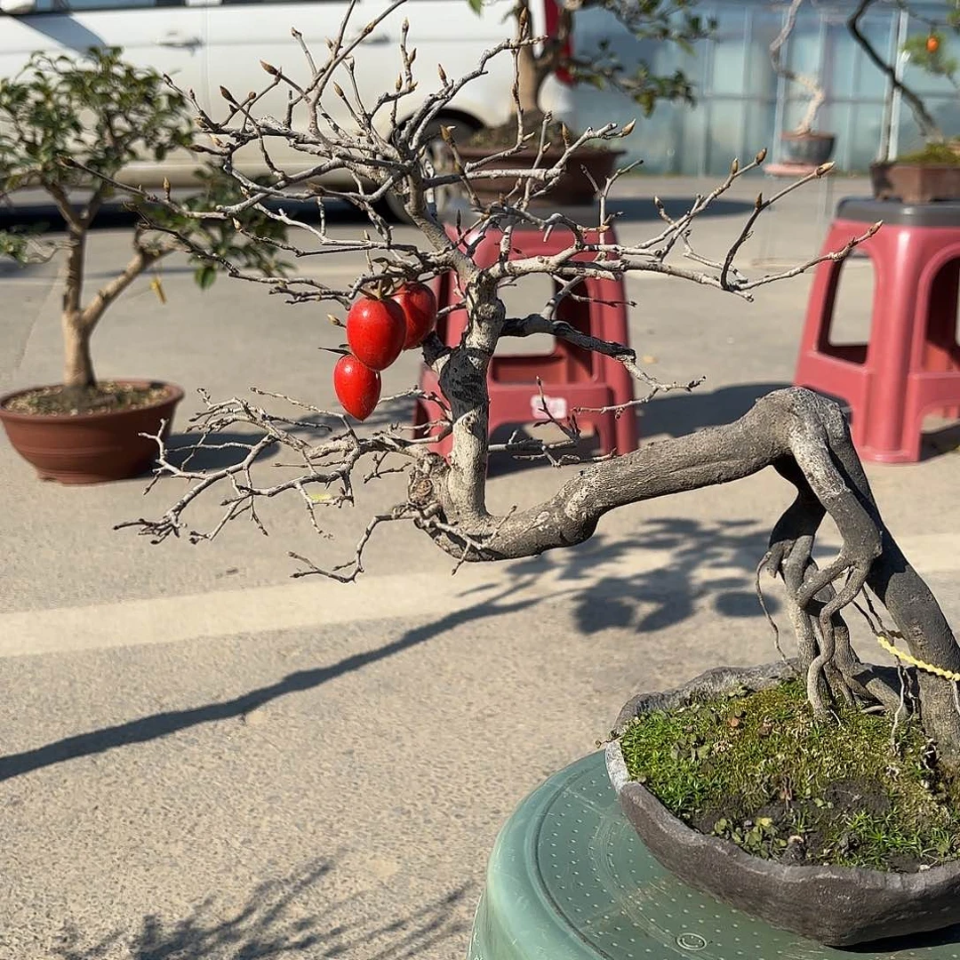 完全开放老鸭盆景造型盆景造型