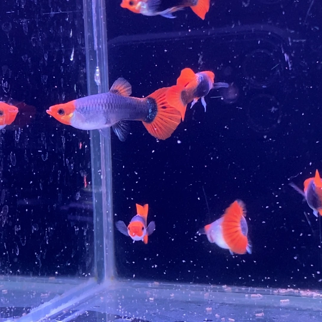 孔雀鱼蓝贵族5对包邮