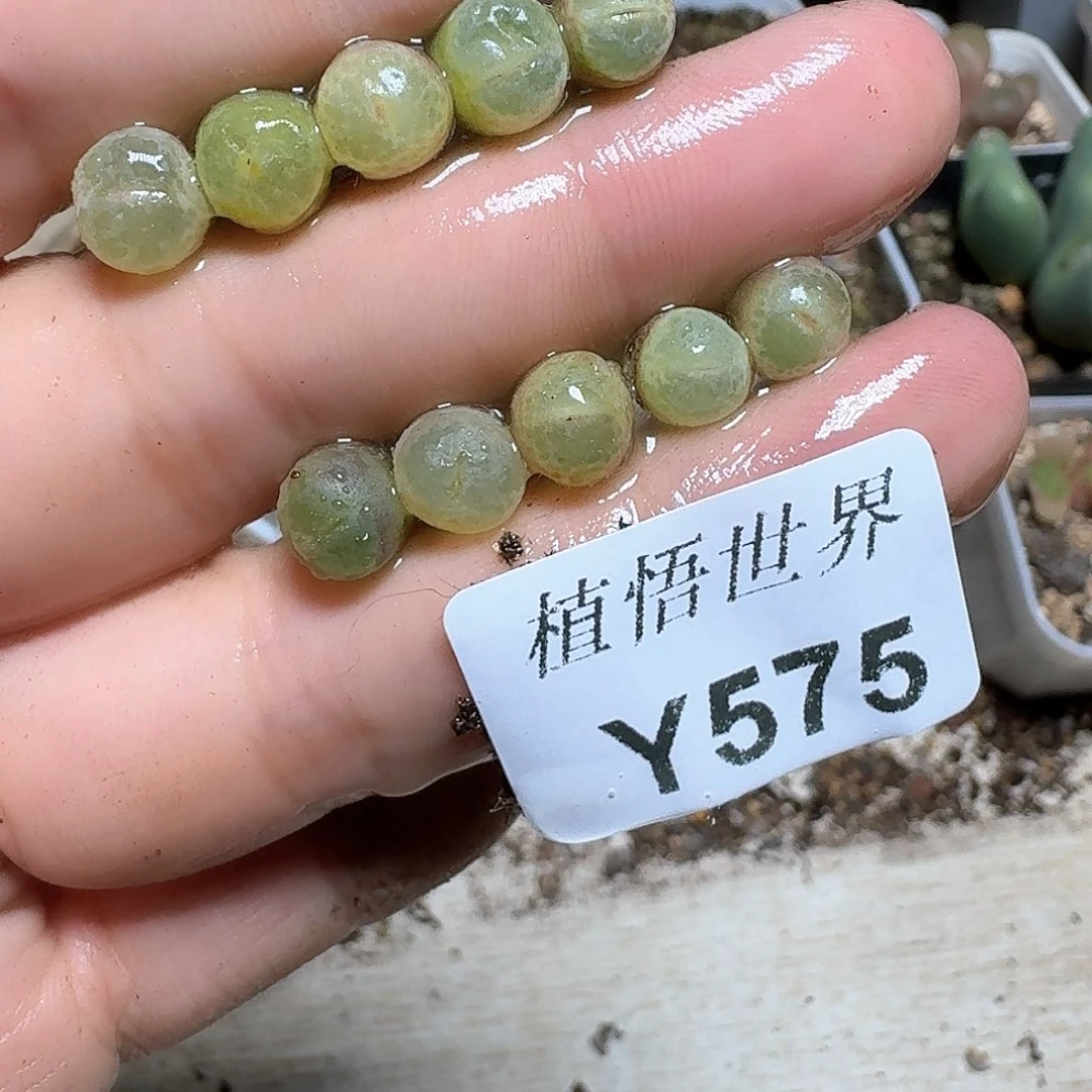 1颗一组量拍多肉植物哇d