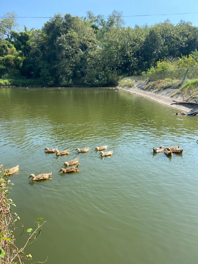 新鲜宰杀农家土麻鸭肉(黄皮红肉顺丰包邮带鸭胗）