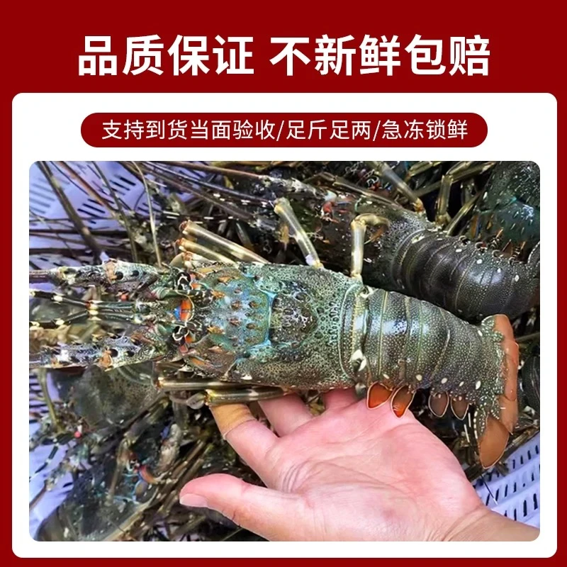 鲜活速冻小青龙龙虾顺丰包邮