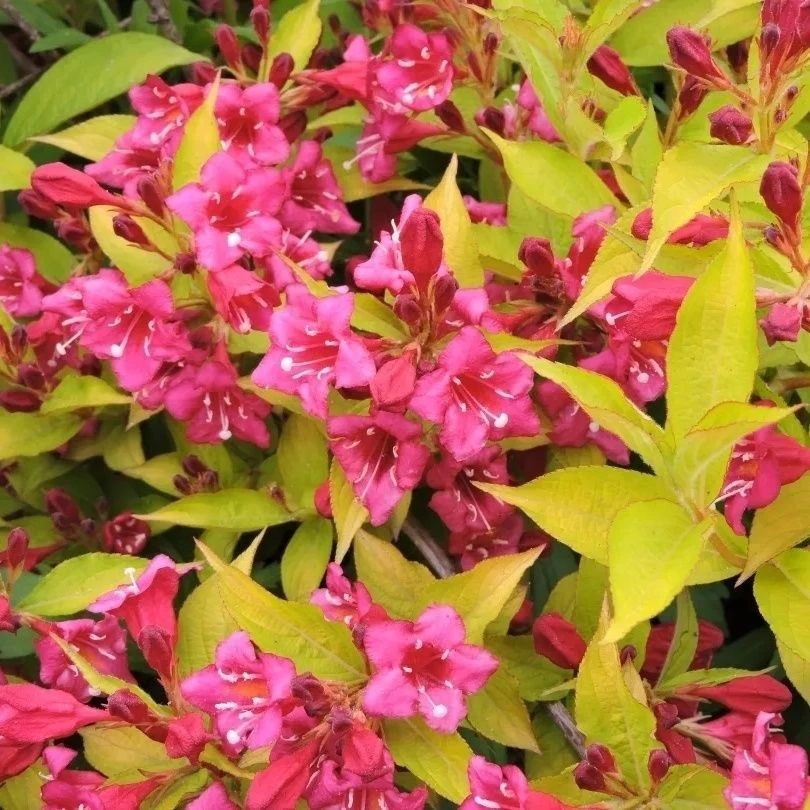 【千行园艺】金叶锦带花叶锦带盆栽庭院花园植物