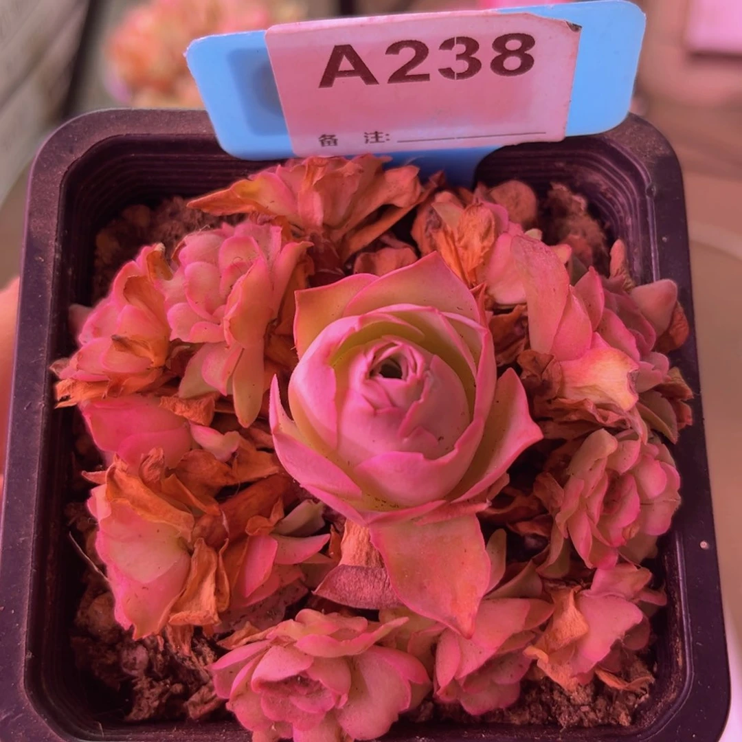 四月天玫瑰一物一拍A238