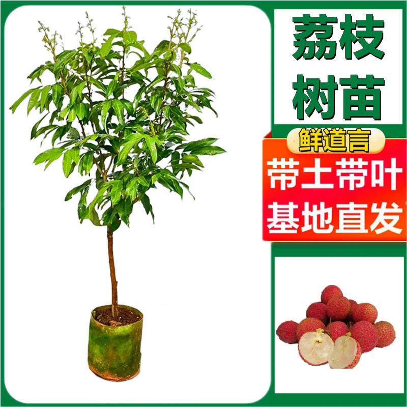 荔枝果树苗无核妃子笑冰荔正品嫁接阳台庭院盆栽地栽南北方大果