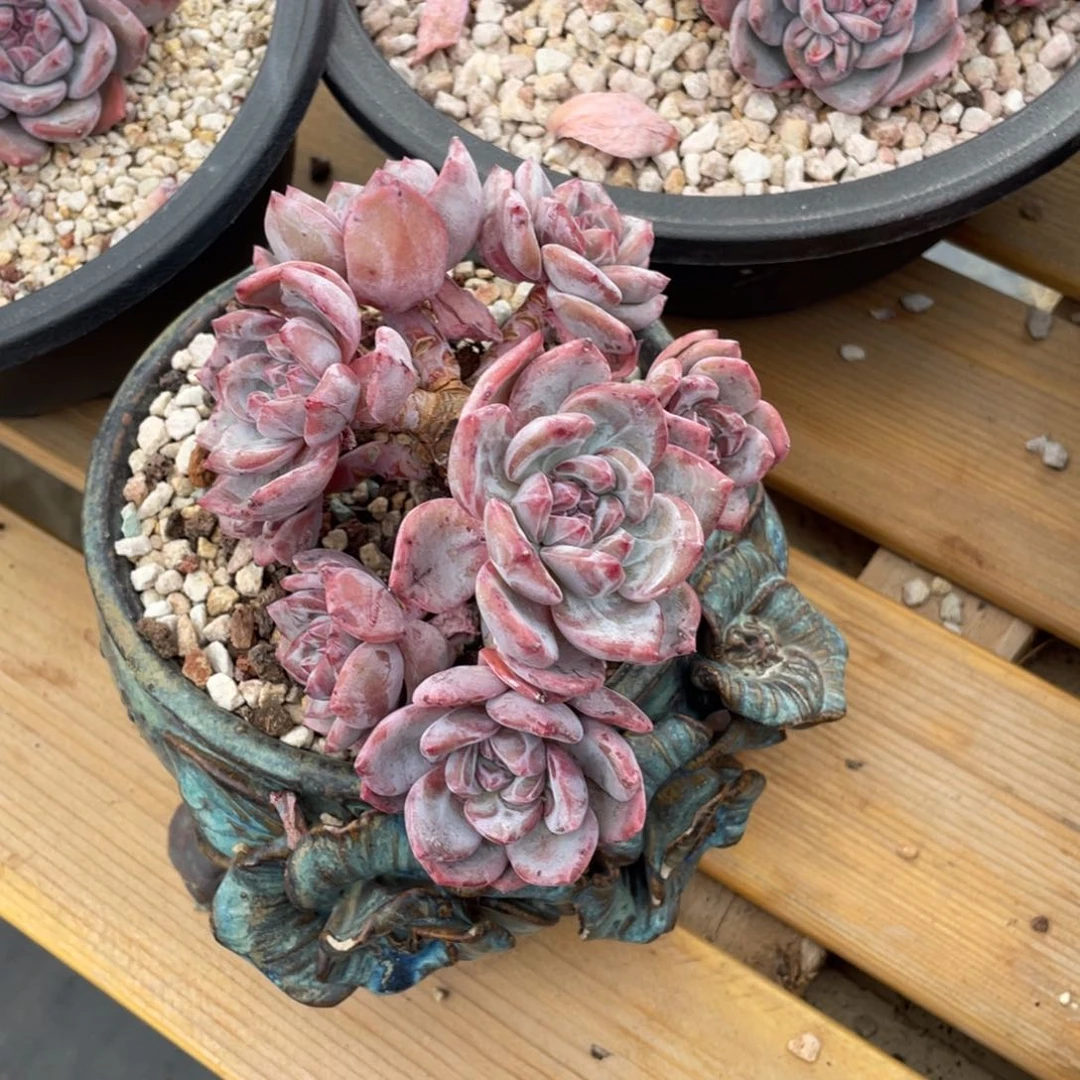 七*七喜11111111111111