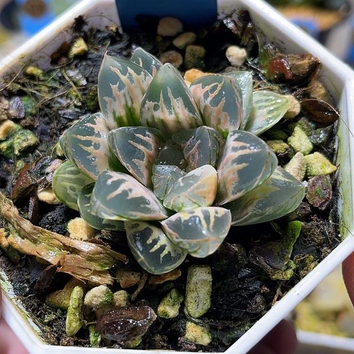 687糊斑花水晶锦福利