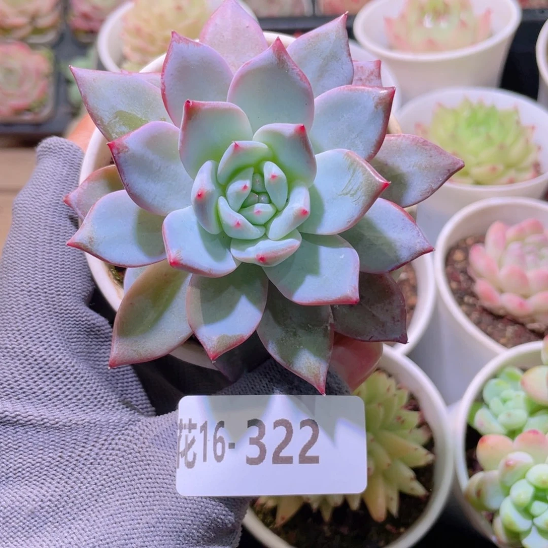 花利美16-322粉蓝鸟