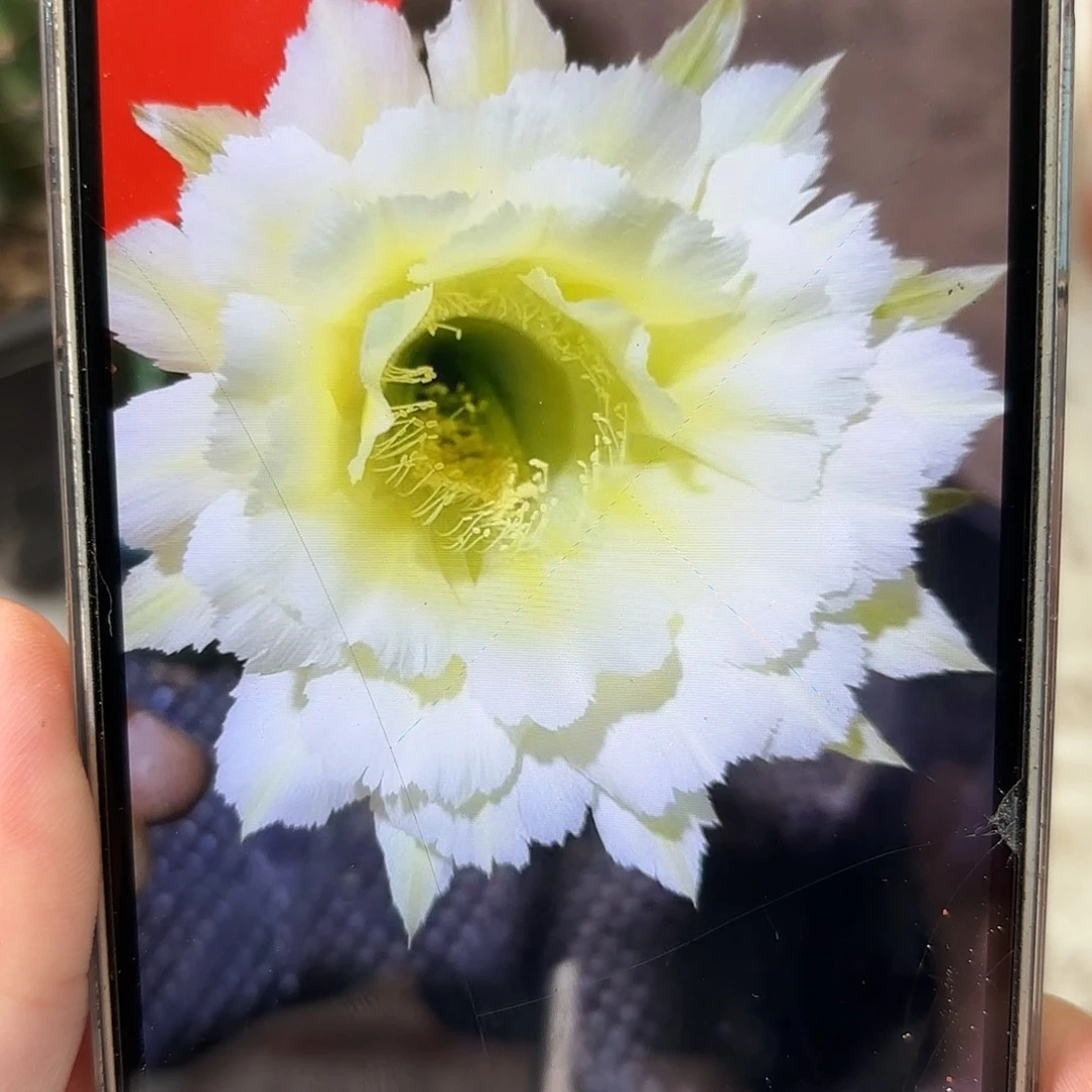 彩草1-58号7.5公分左右