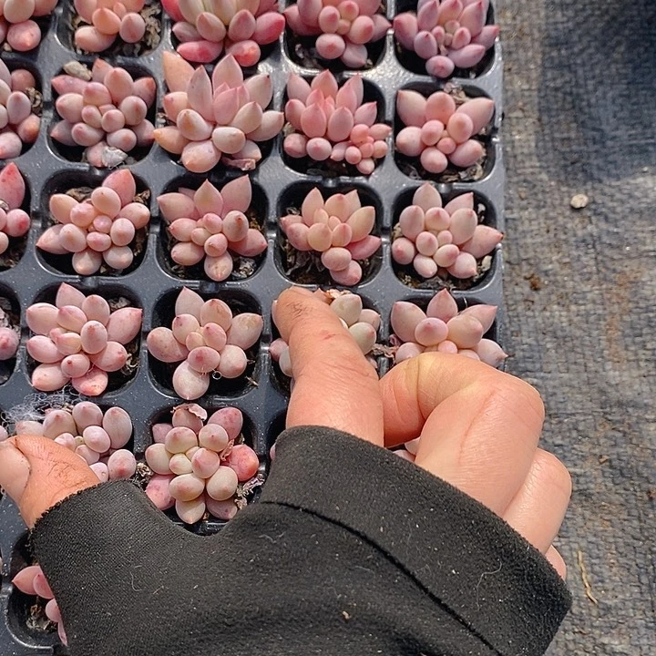 73-74 多肉植物盆栽花卉植物