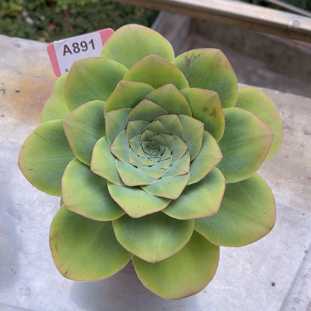 兔***卜丘比特母本A891 12月份已领