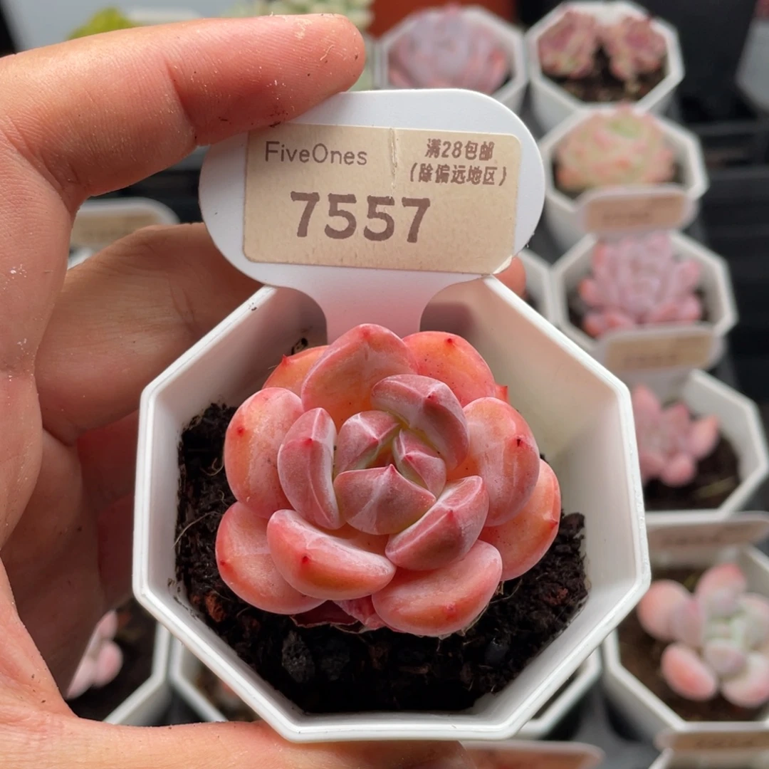 蜘蛛侠7557-4.5厘米