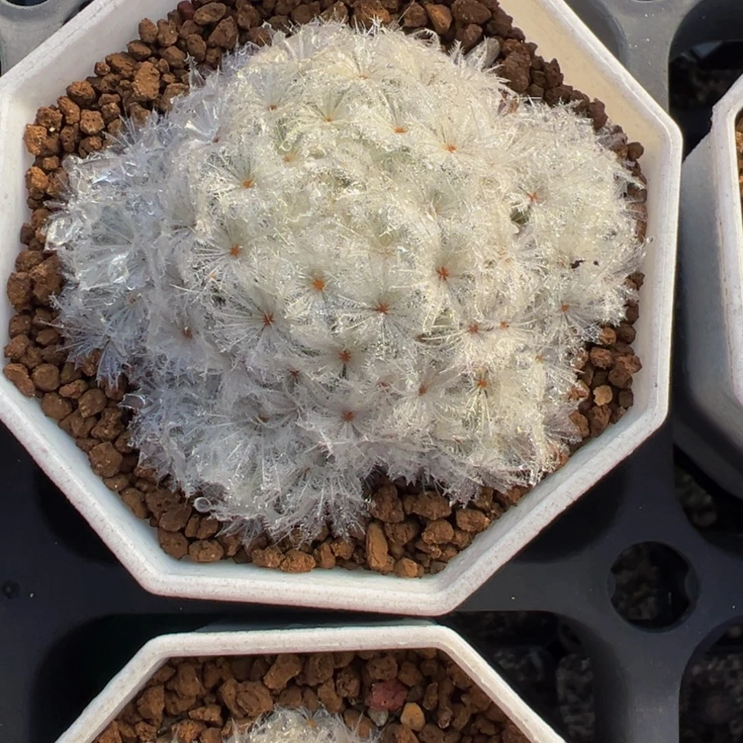 530实生根白星多肉植物带盆土