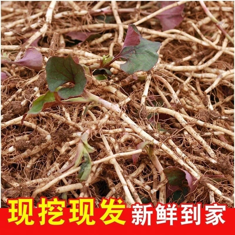 【当季新根】新鲜现挖鱼腥草鲜嫩折耳根节节根嫩根凉拌蔬菜下饭