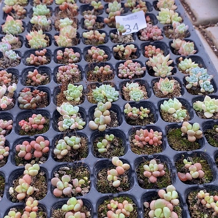 34 多肉植物盆栽花卉