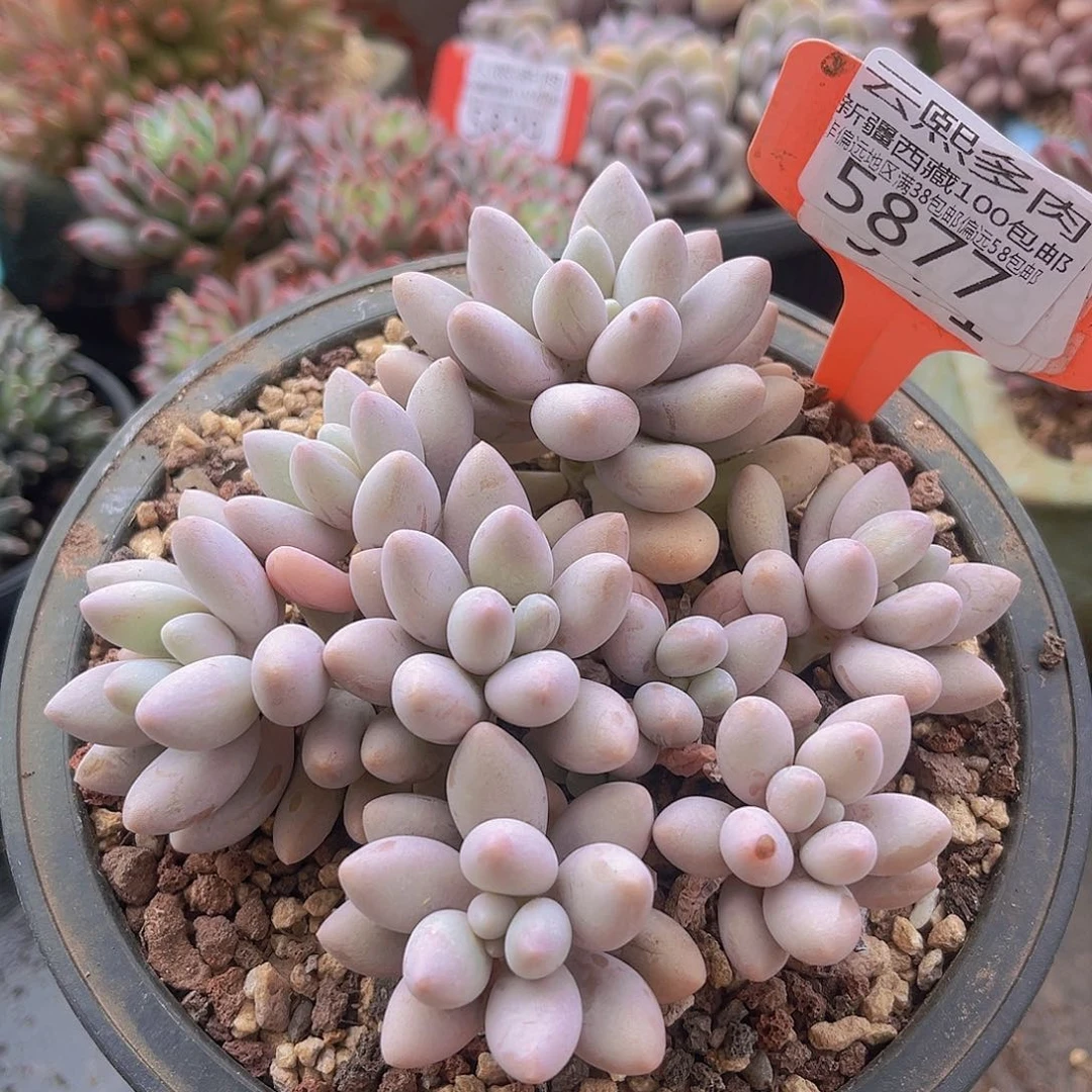 5877粉色恋人多肉植物