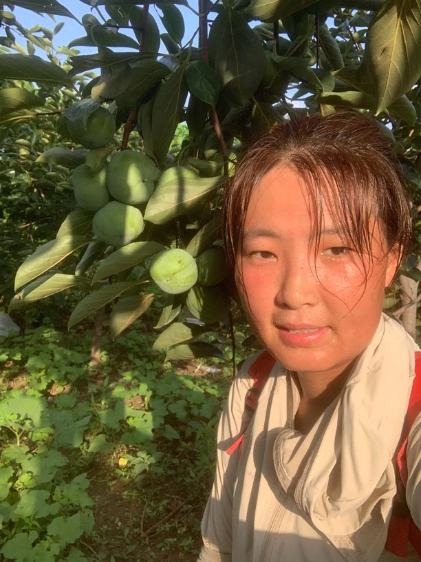 花园种植植物南北方均可种植 一物一拍