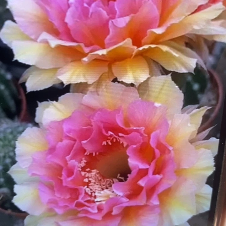 香香42号侧芽4.5公分左右