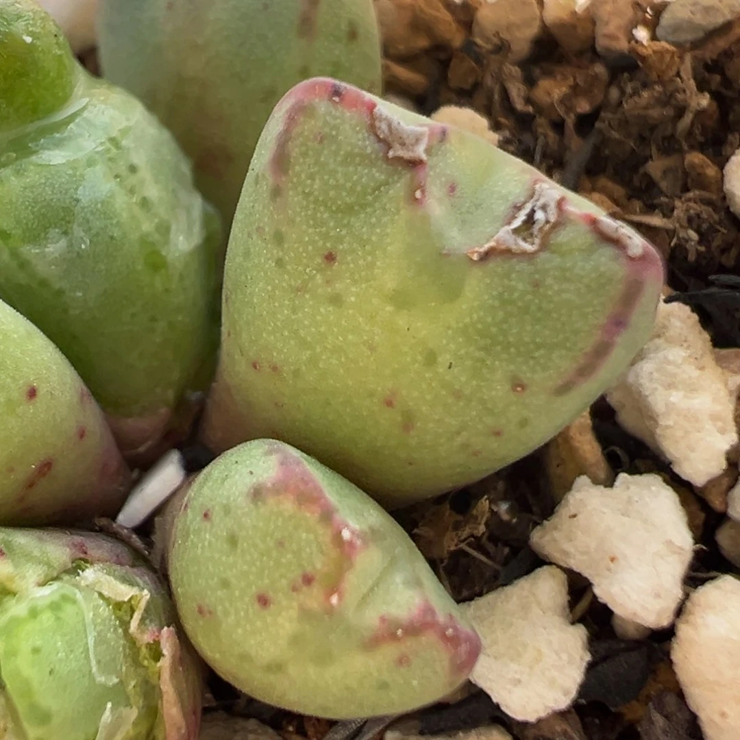 花**界15多肉植物百科知识