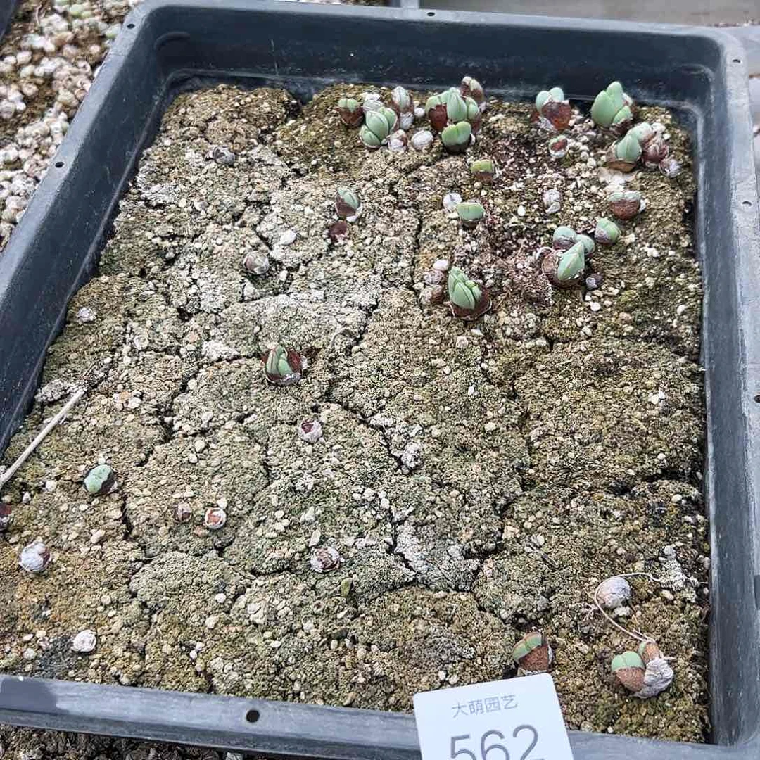 清框脱土发无售后。    562