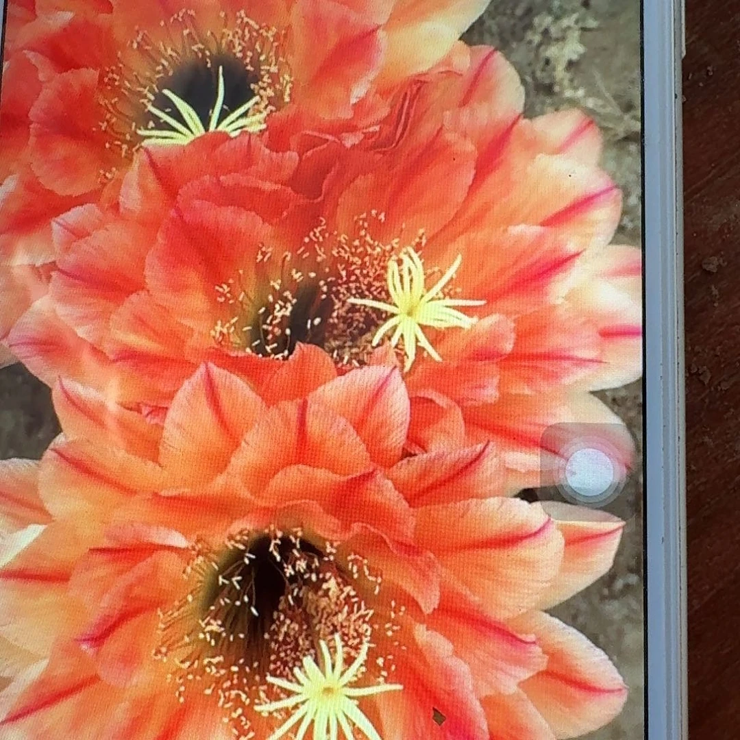 火焰魔术侧芽5公分毛花柱