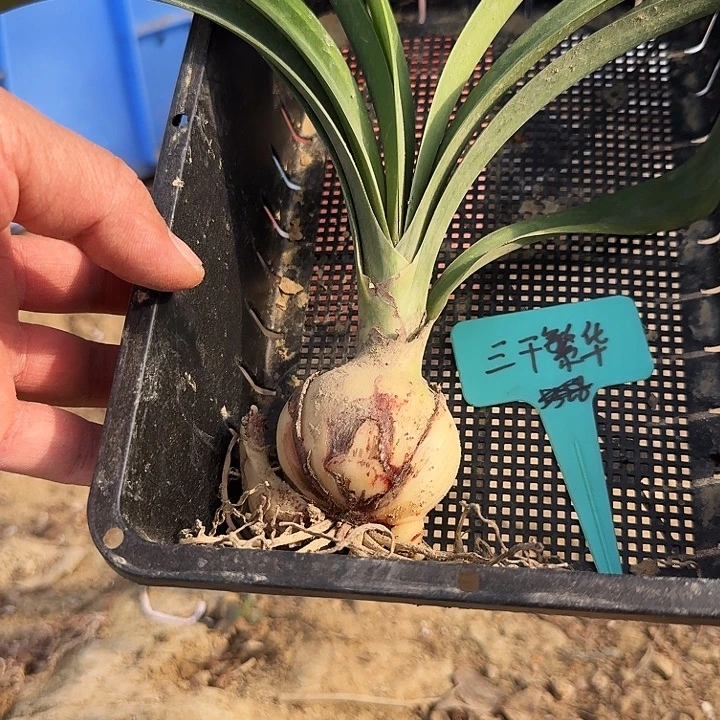 三千繁华朱顶红一棵5.0