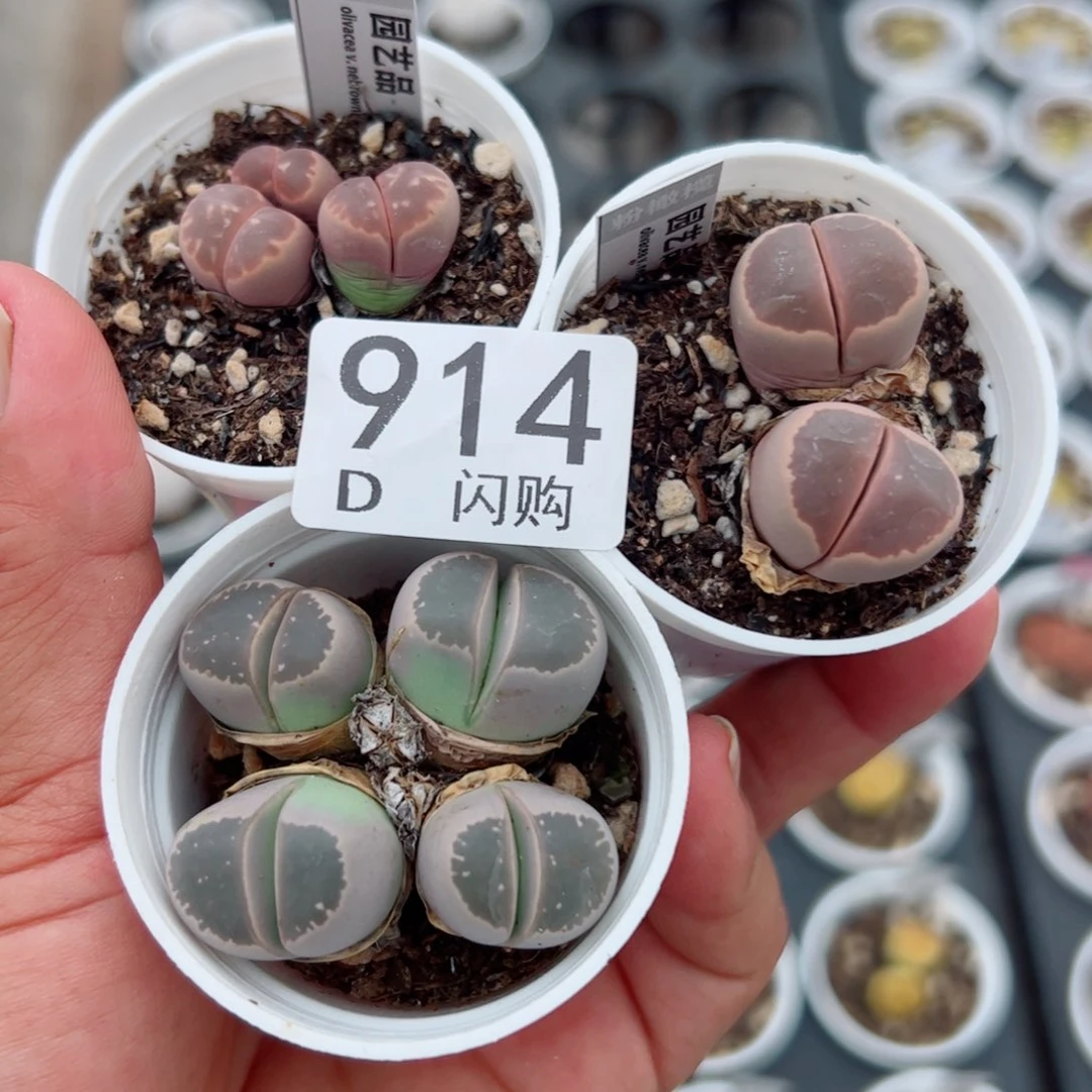 无花朵w****4我很喜欢这个D914