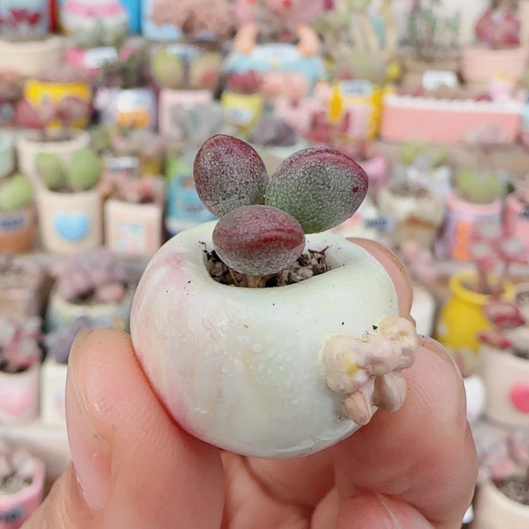 T可爱小恐龙蛋盆口1cm