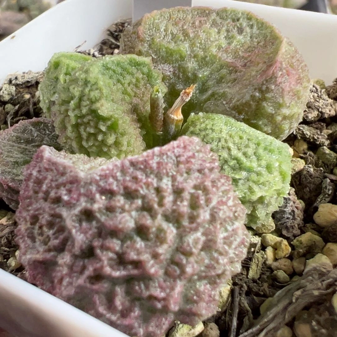 实生新品多肉植物水泡多肉植物