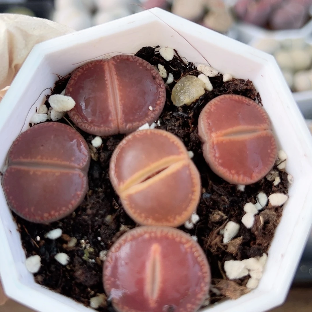 5001 好养易活生石花大母本有点干特价