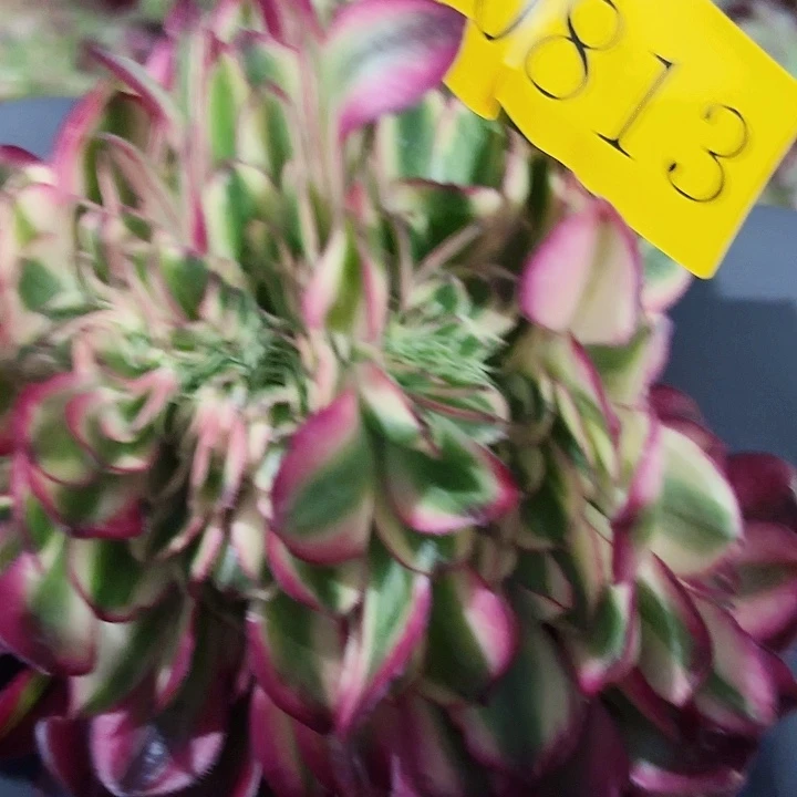 三**母多肉植物荔枝缀0813