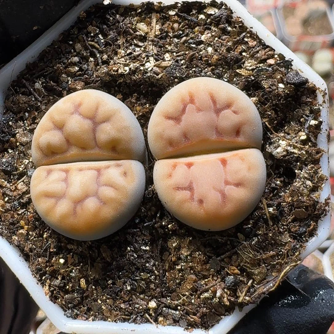 生石花22:：。    66