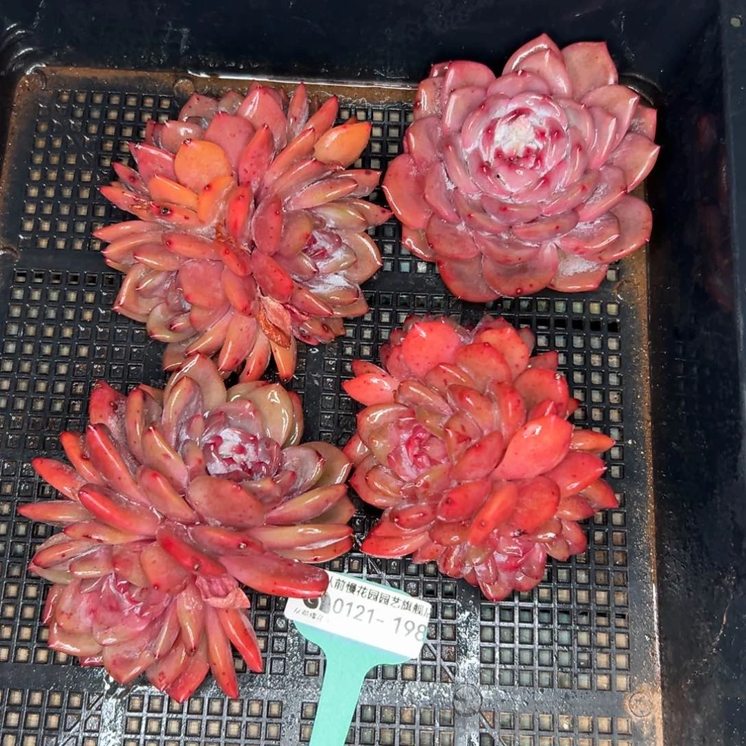 多肉精选编号0121.198