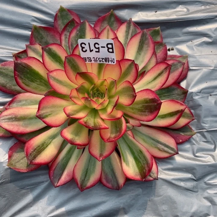 513黑膜锦多肉12345678