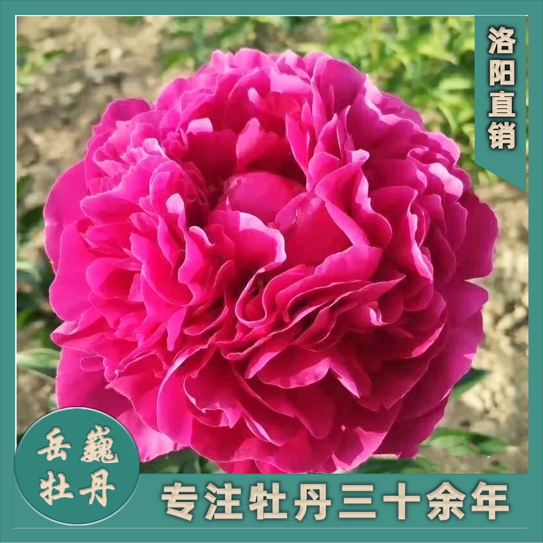 【芍药—红富士】裸根观赏重瓣大花芍药庭院种植花卉紫红色赏花