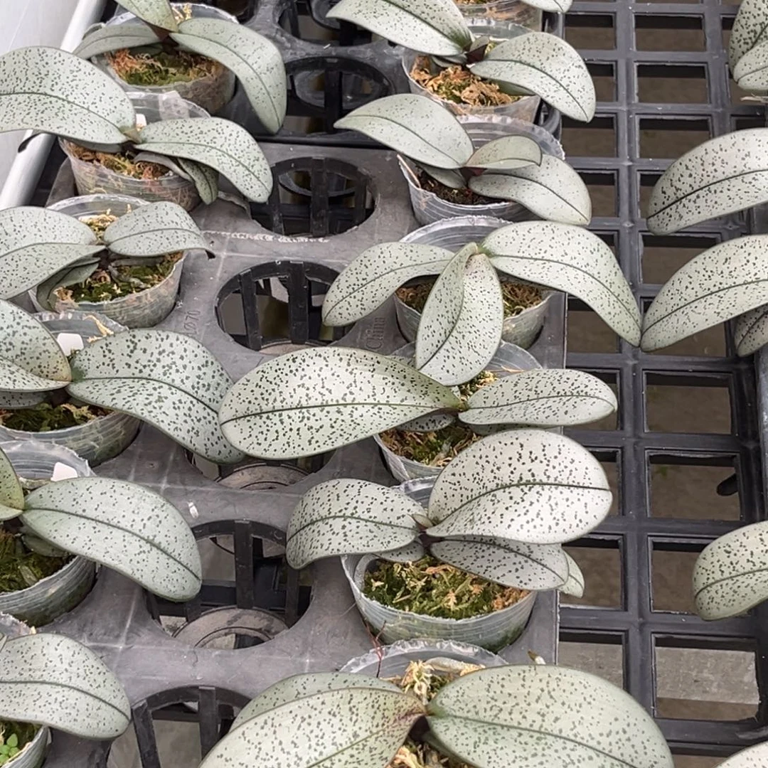 无花朵2.5寸超银西苗