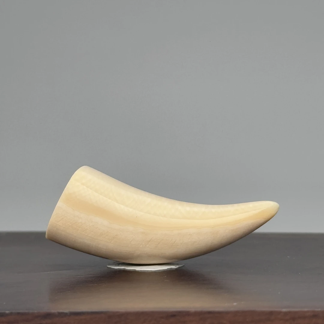 DEZHI/德志7.2g小牙尖吊坠天然猛犸牙K95默认打孔绑绳